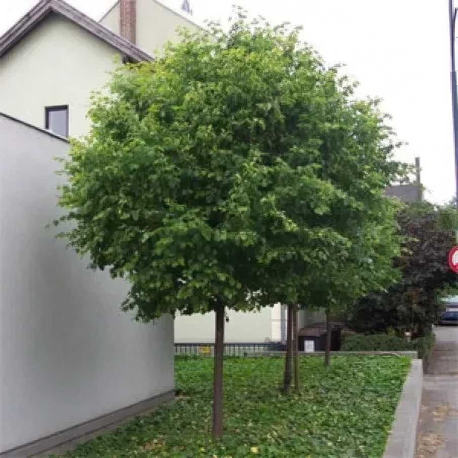 Lipa drobnolistna 'Green Globe'