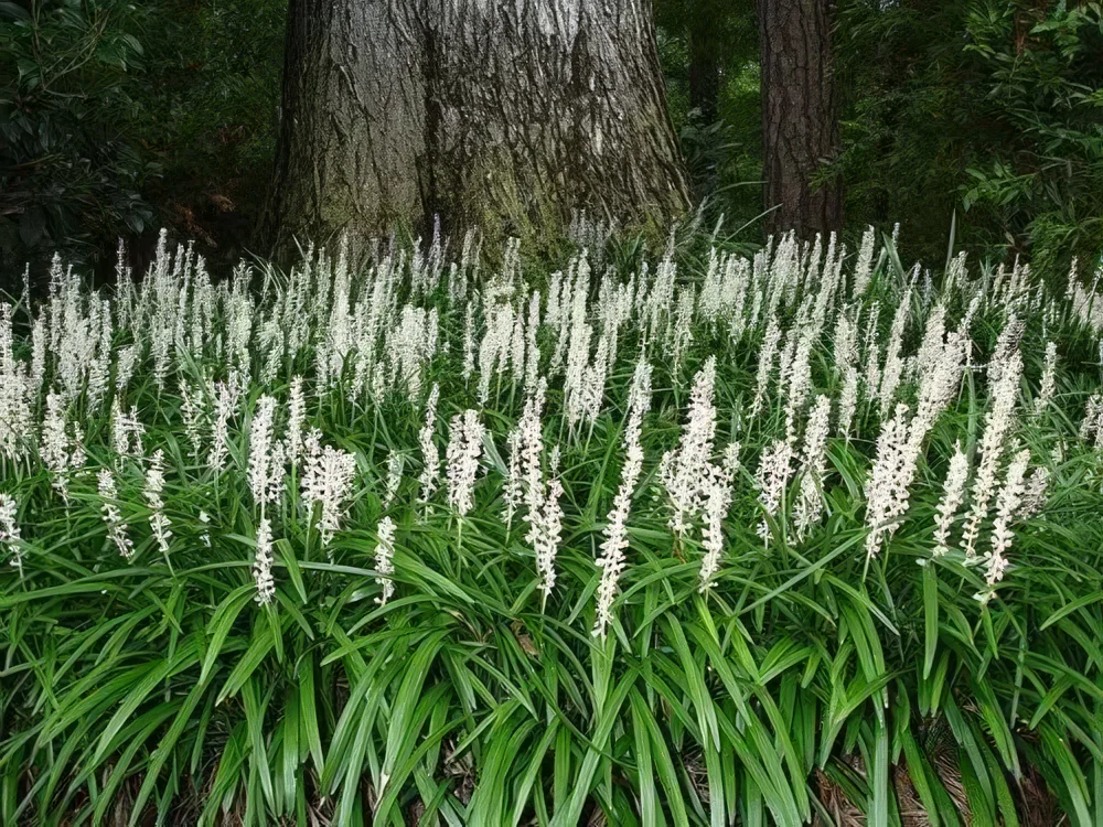 Liriope szafirkowa Monroe White