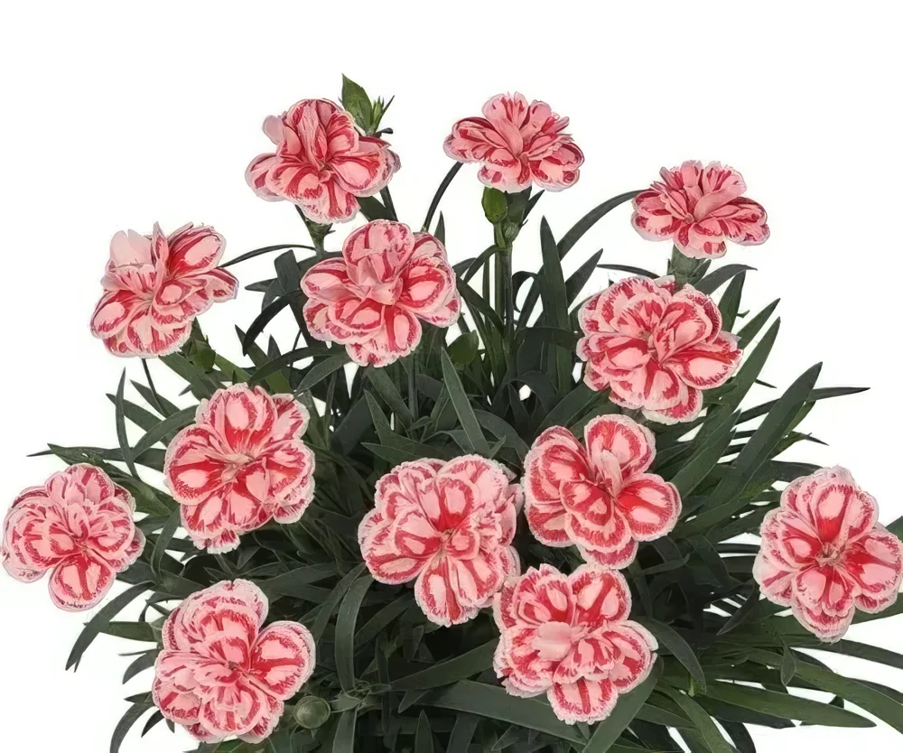 Goździk 'Raspberry Eyes'
