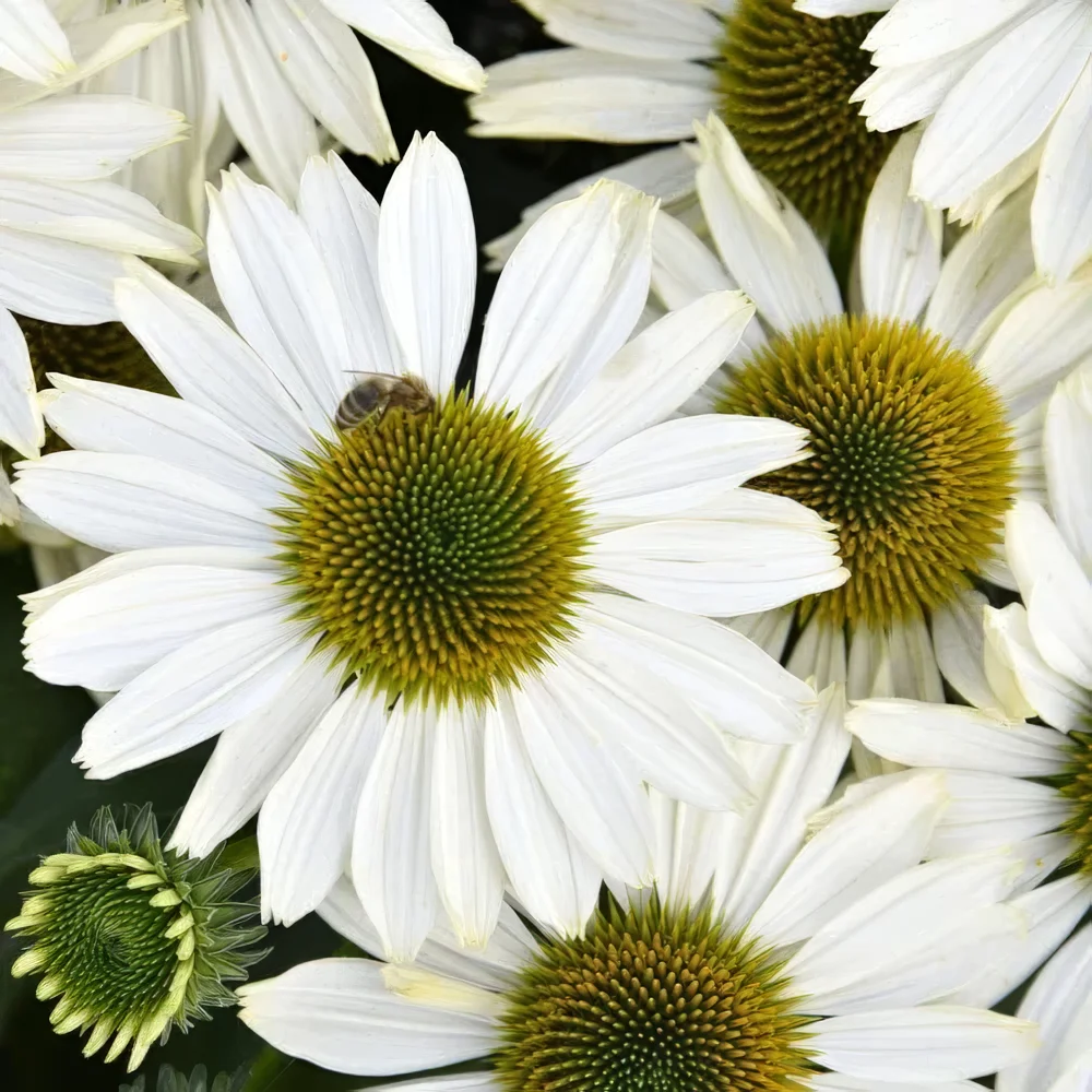 Jeżówka SunMagic Vintage Pearl White