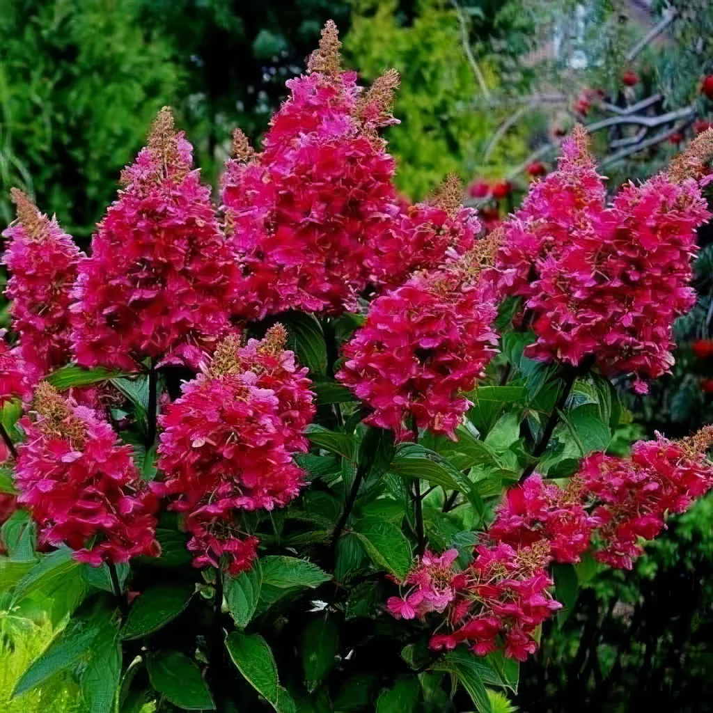 Hortensja bukietowa Wim's Red