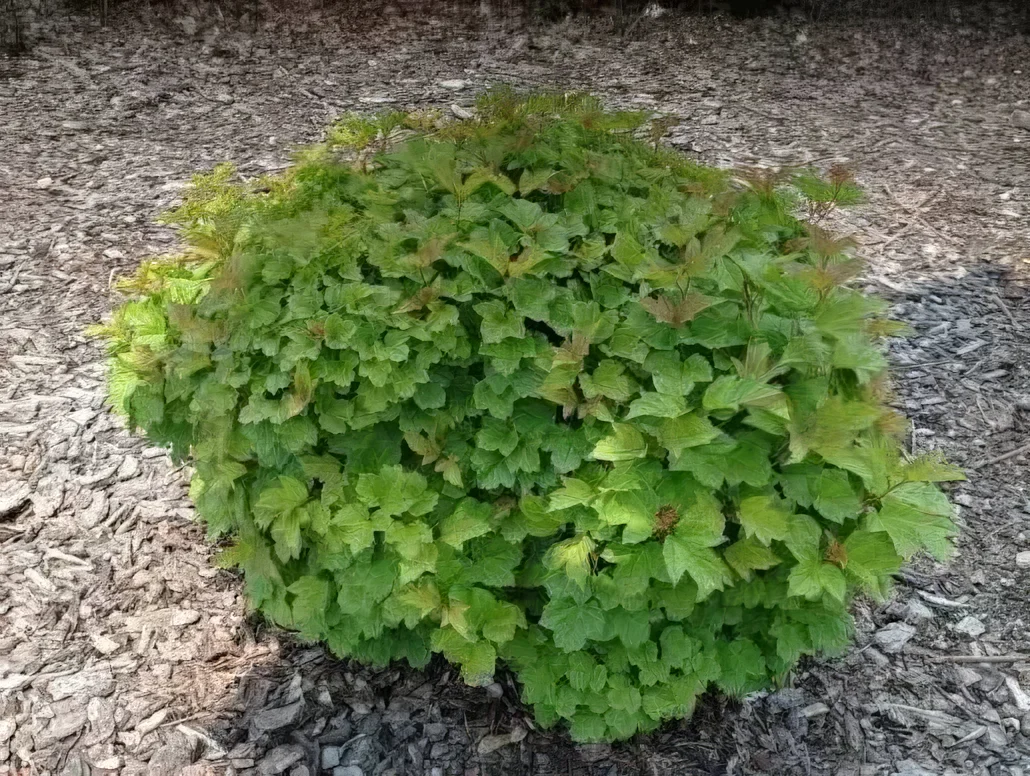Kalina koralowa Nana