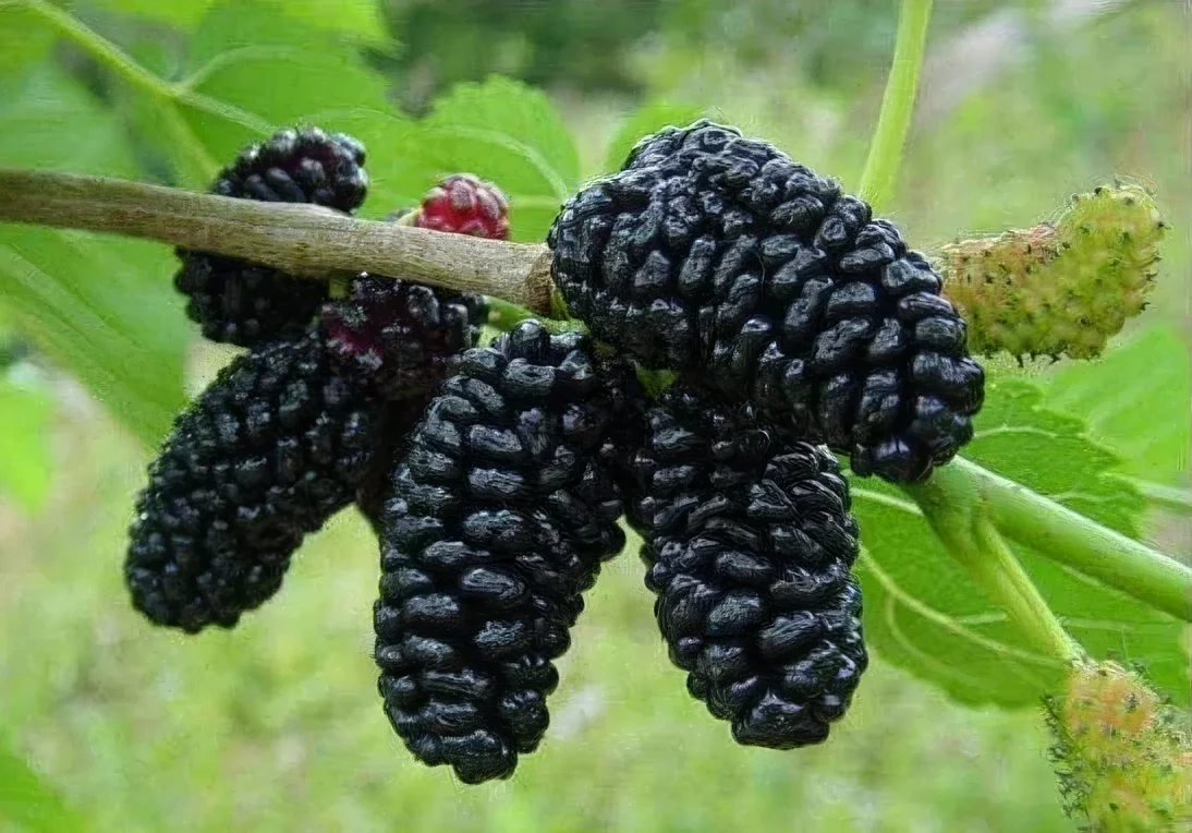 Morwa czarna