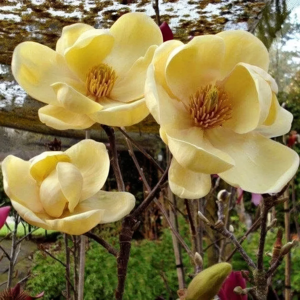 Magnolia 'Honey Tulip'