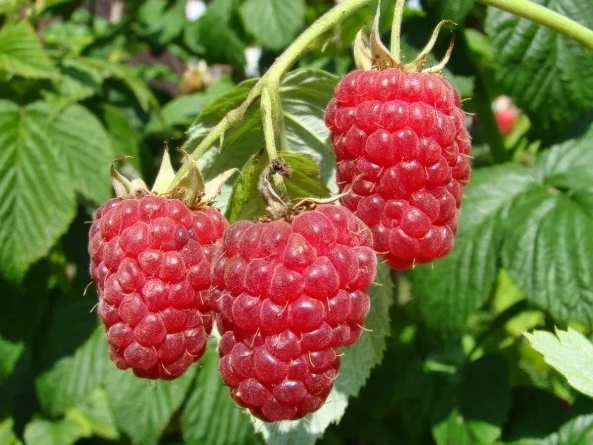 Malina 'Delniwa'