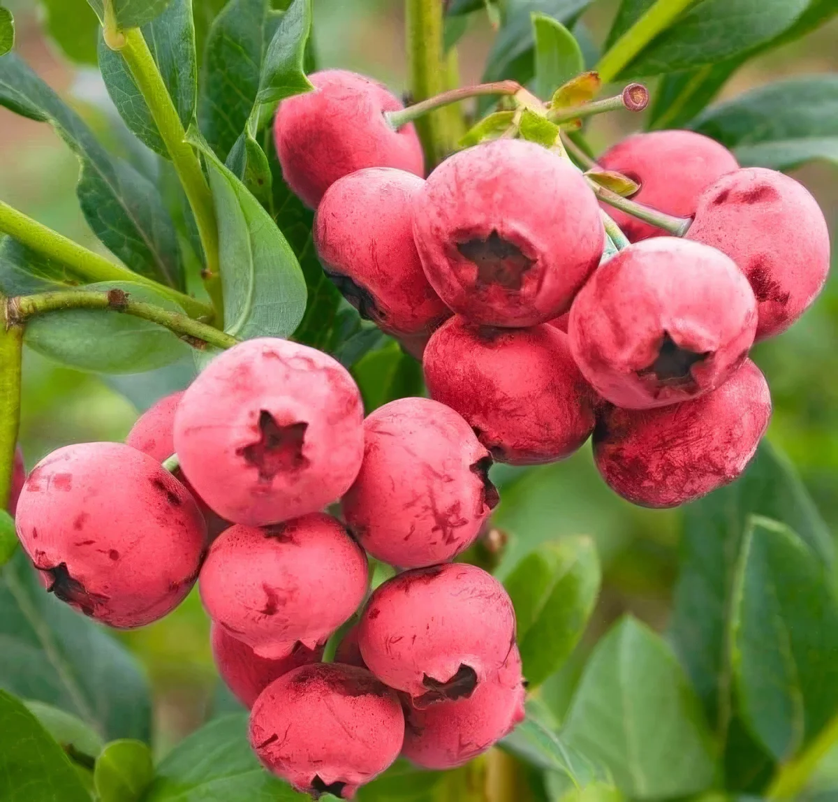 Borówka amerykańska Pink Lemonade