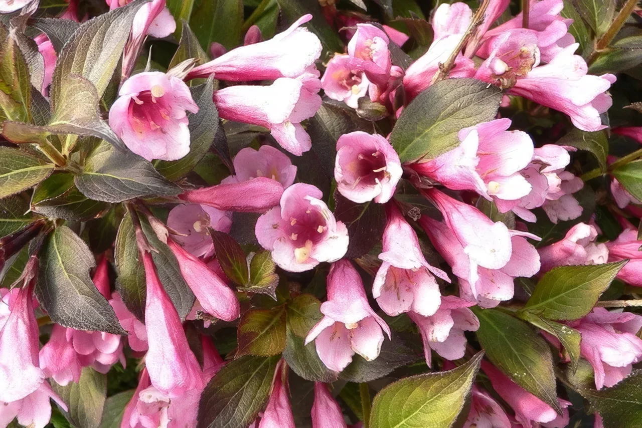 Krzewuszka cudowna Foliis Purpureis