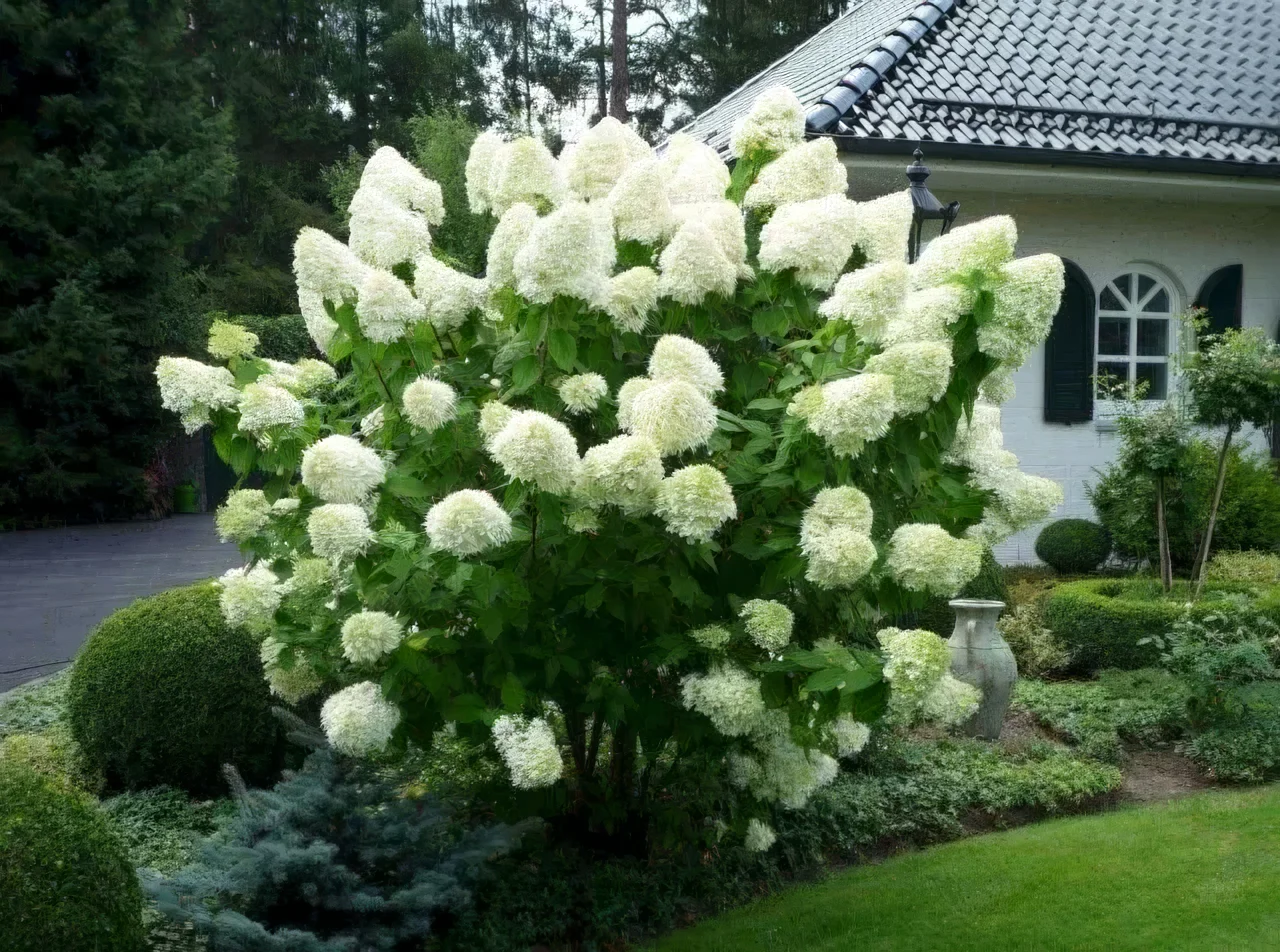Hortensja bukietowa 'Polar Bear'