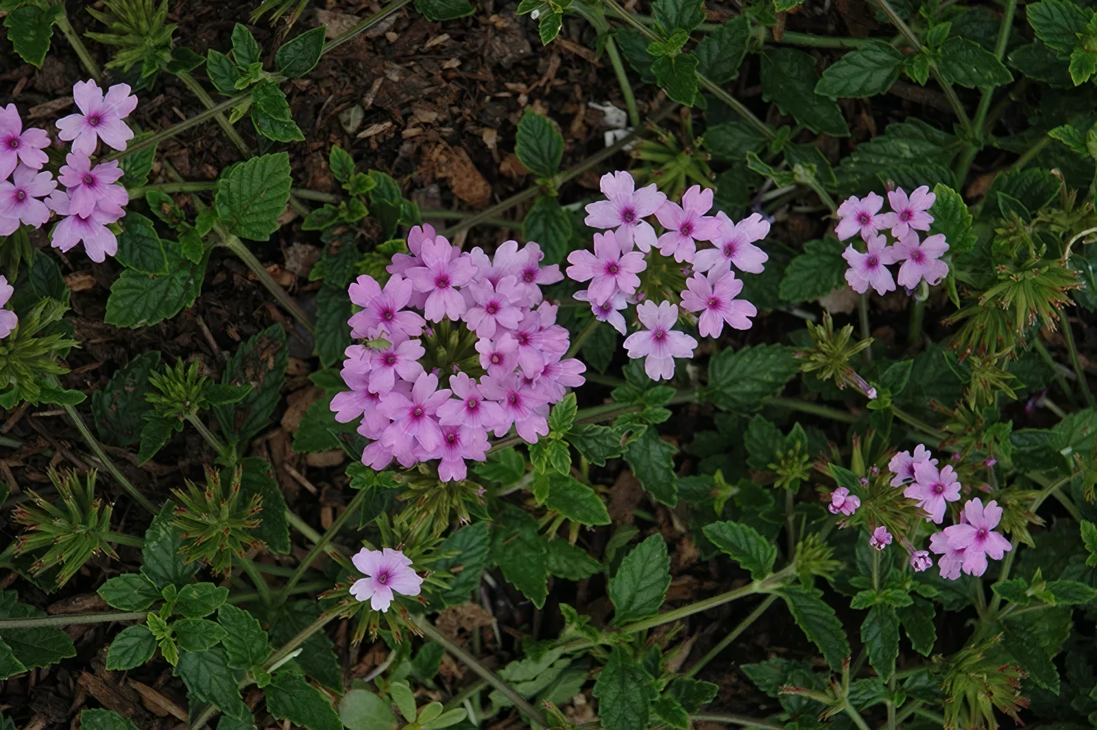 Werbena ogrodowa 'Seabrook's Lavender'