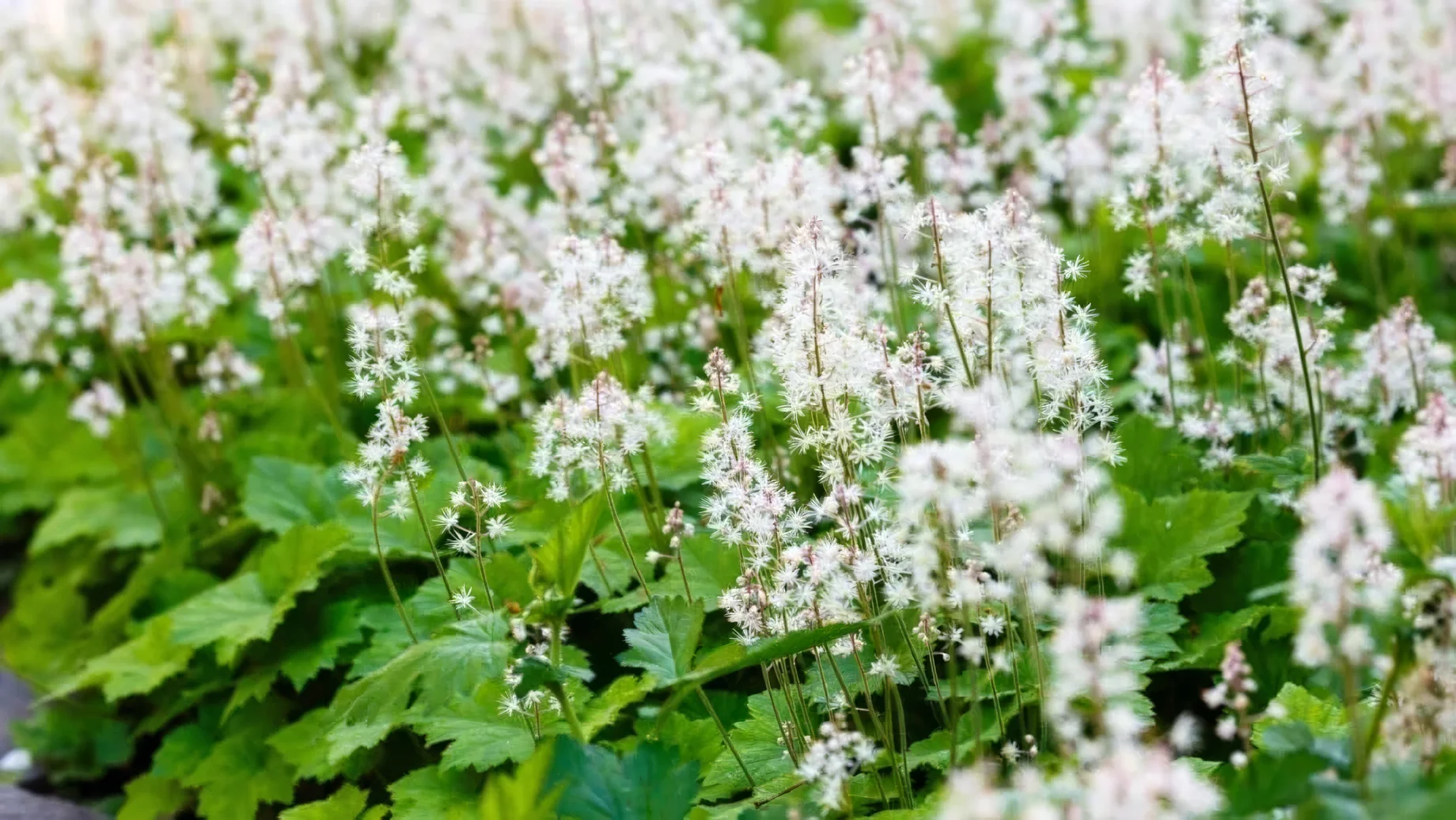 Tiarella