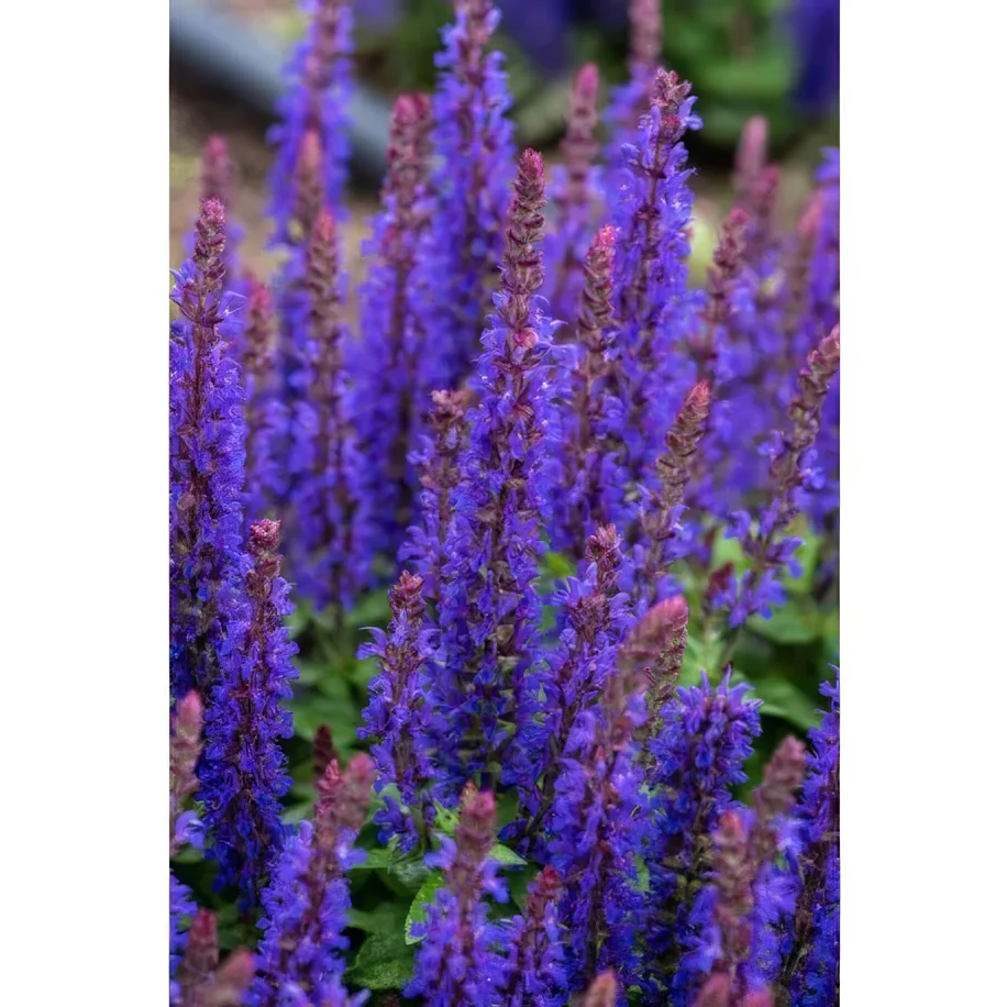 Szałwia omszona 'Blue Bouquetta'