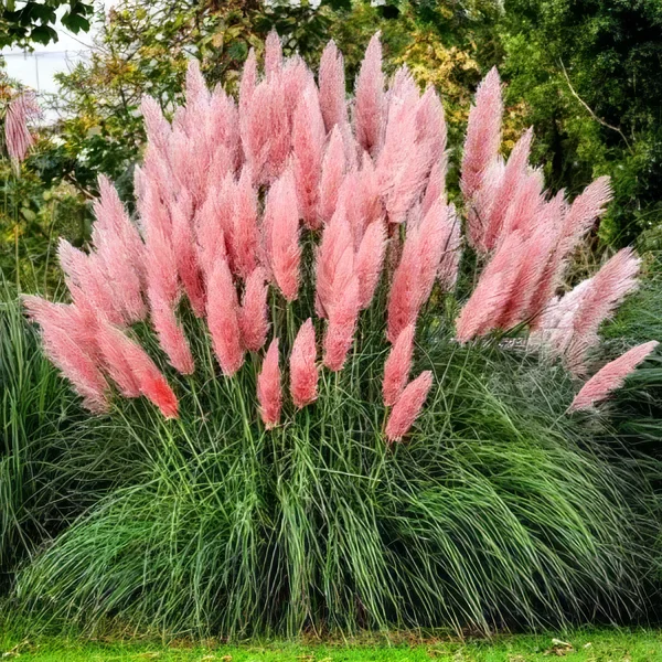 Trawa pampasowa 'Rosea'