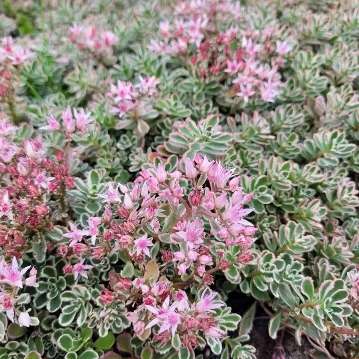 Rozchodnik kaukaski 'Tricolor'