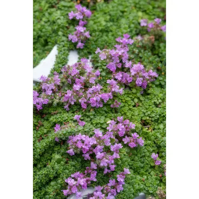 Macierzanka wczesna 'Minor'