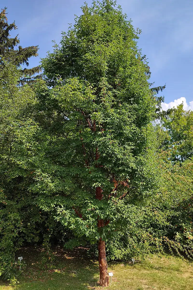 Klon strzępiastokory