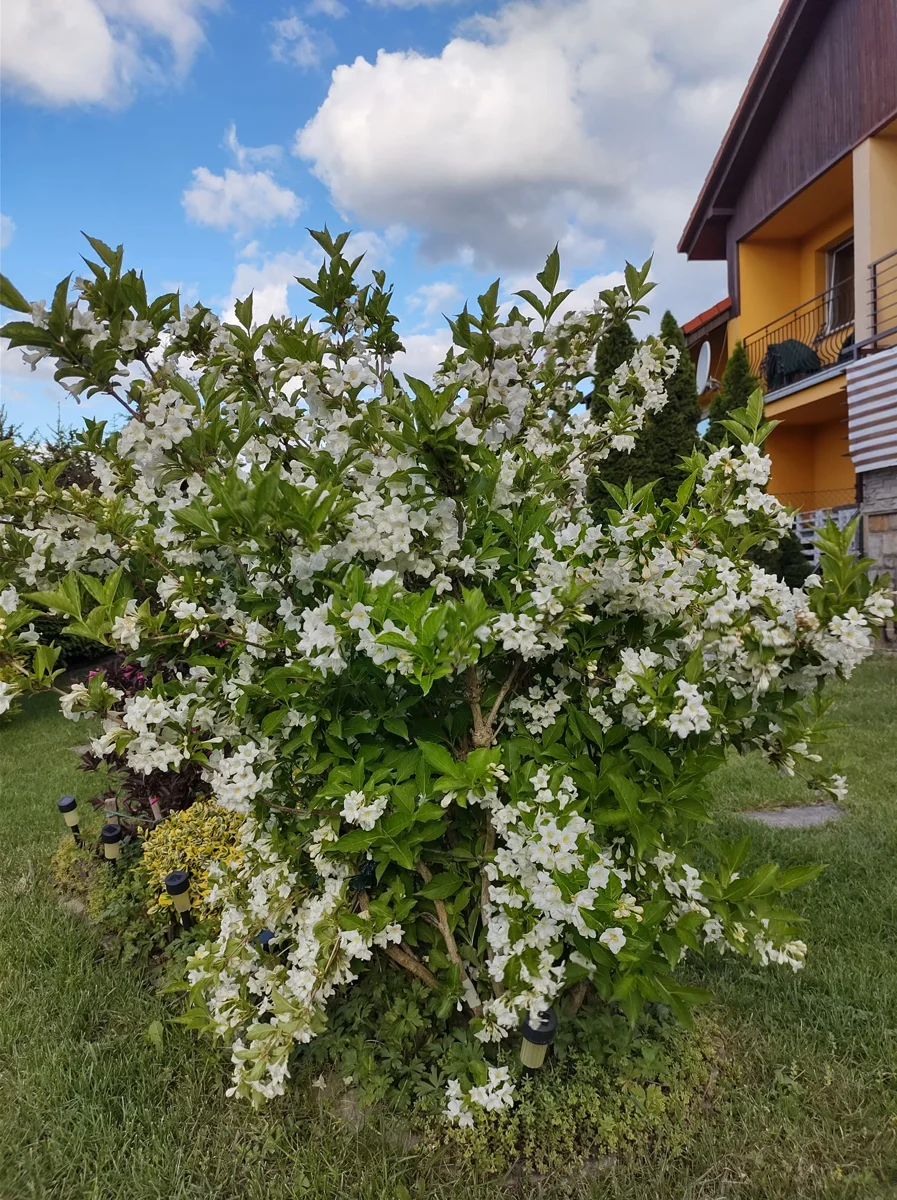 Krzewuszka cudowna 'Candida'