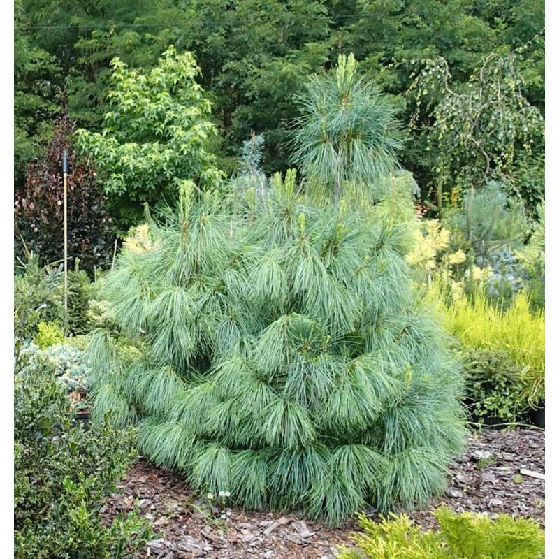 Sosna himalajska Himalayensis