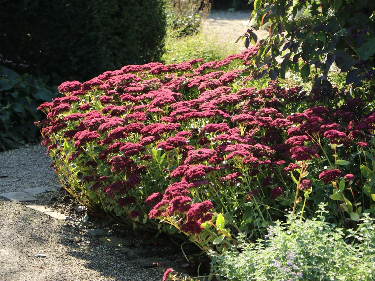 Rozchodnik Herbstfreude