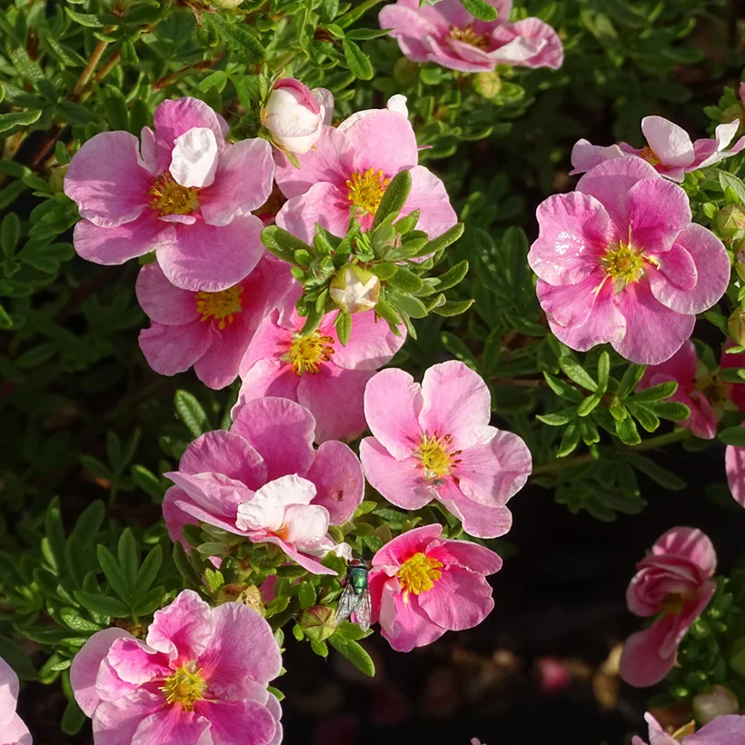 Pięciornik krzewiasty 'Bella Rosa'