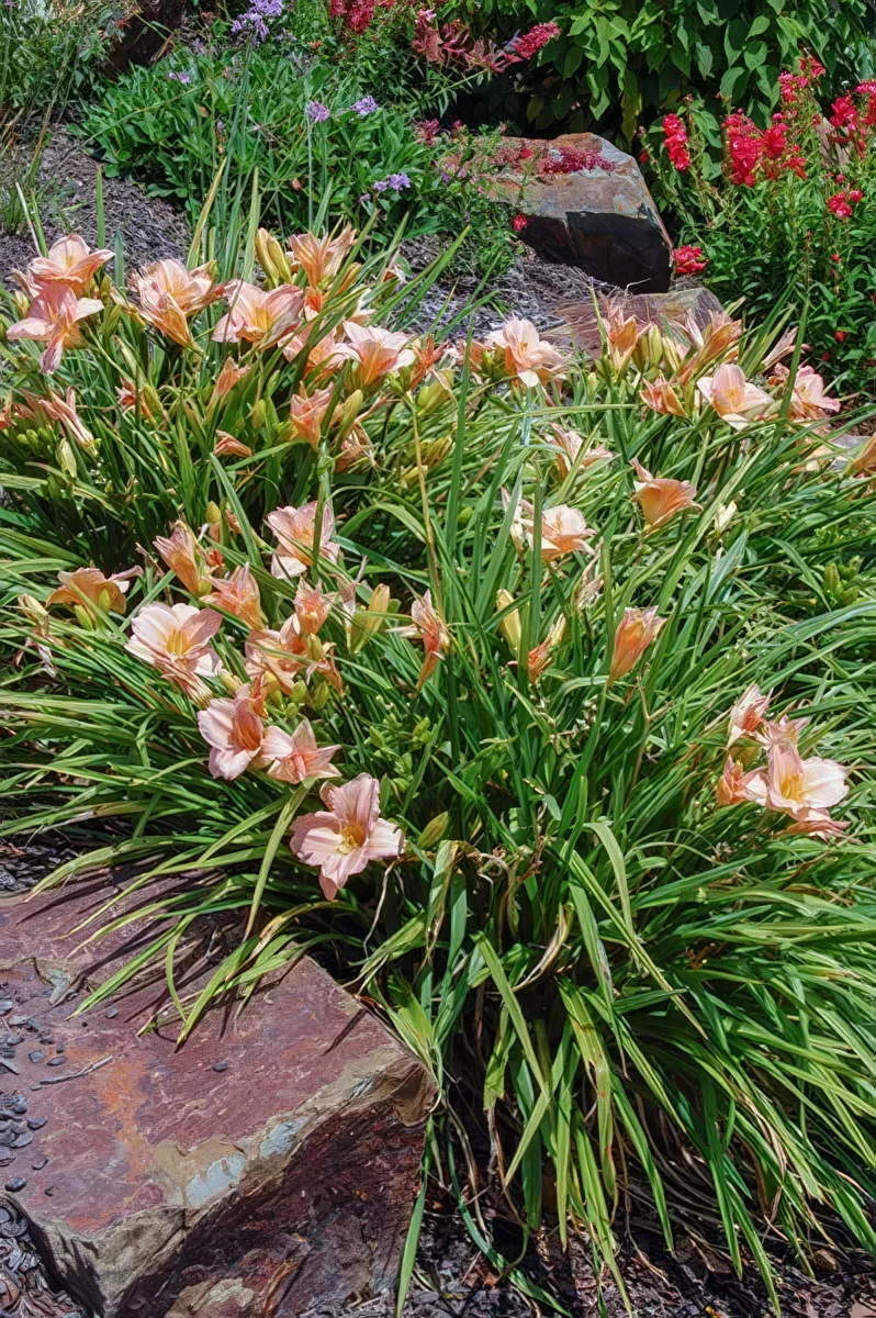 Liliowiec 'On and On'