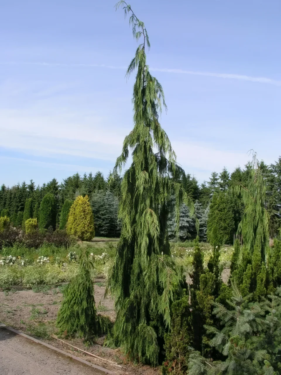 Cyprysik nutkajski 'Pendula'