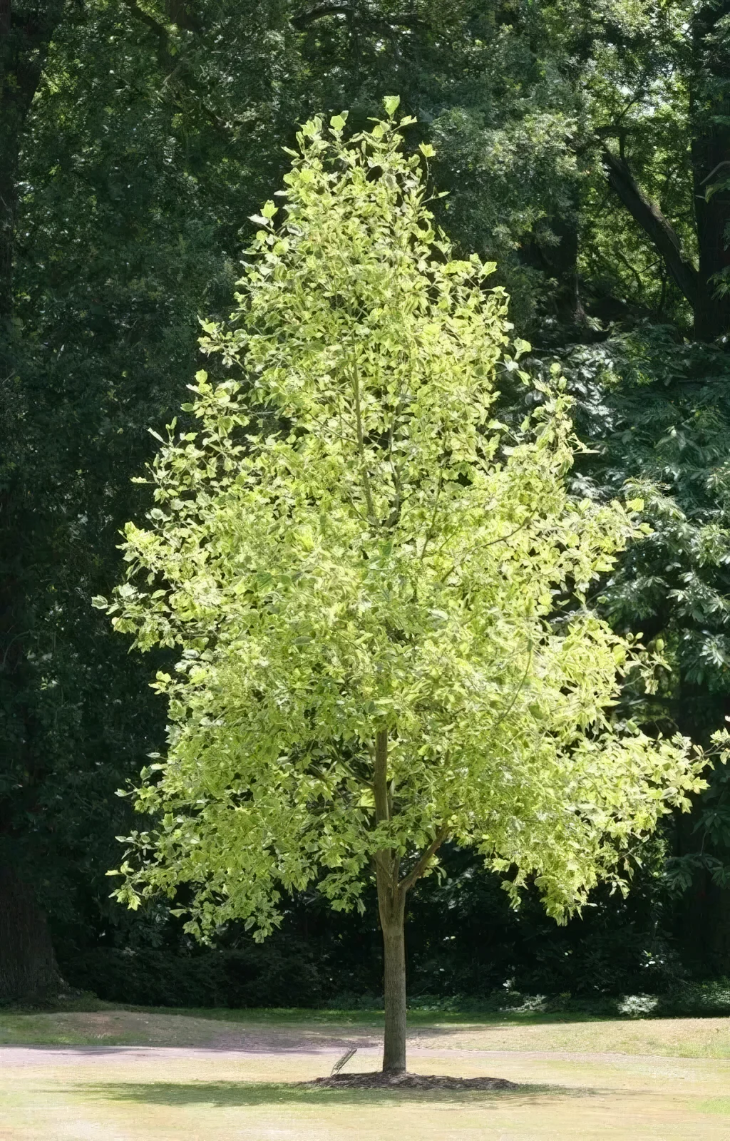 Tulipanowiec amerykański Aureomarginata