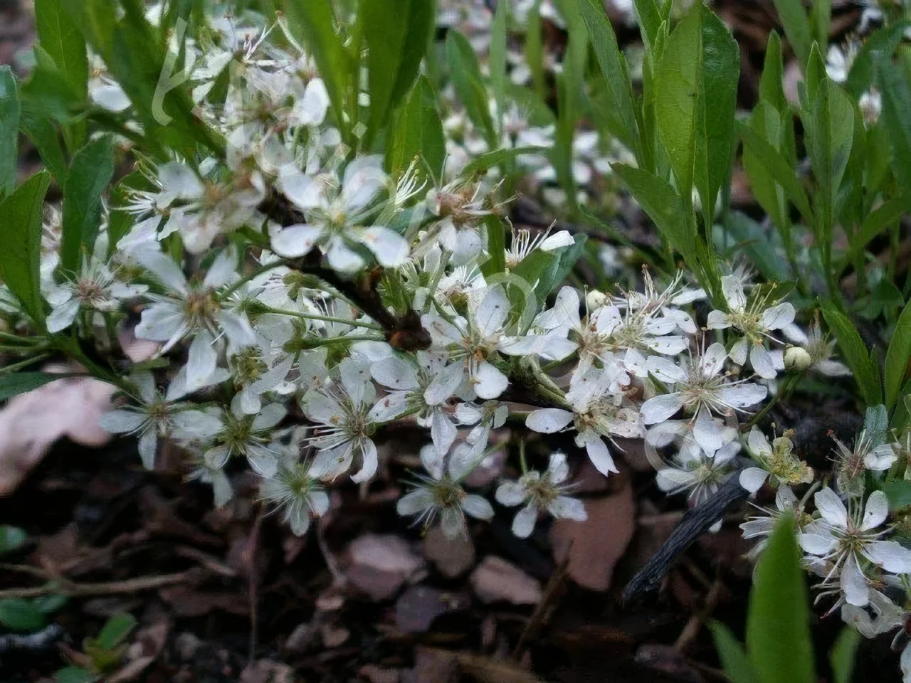 Śliwa karłowa 'Depressa'