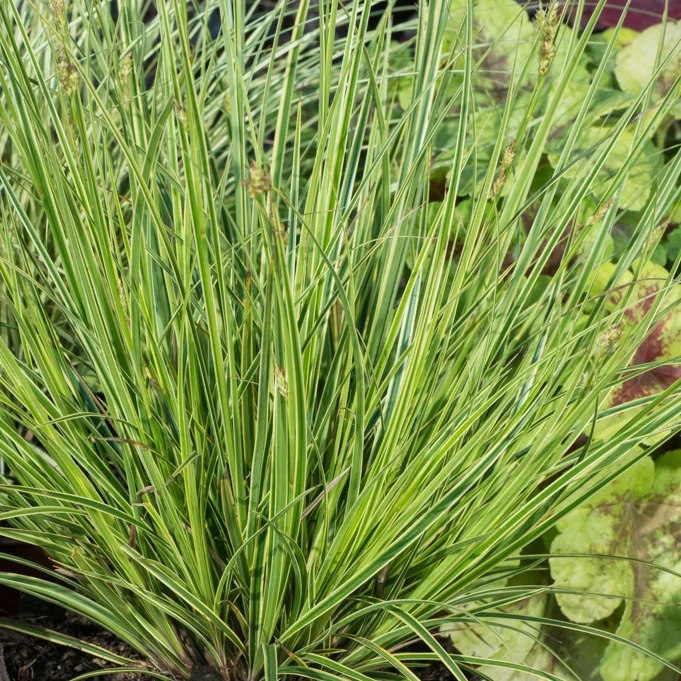 Turzyca ciemna 'Aureomarginata'