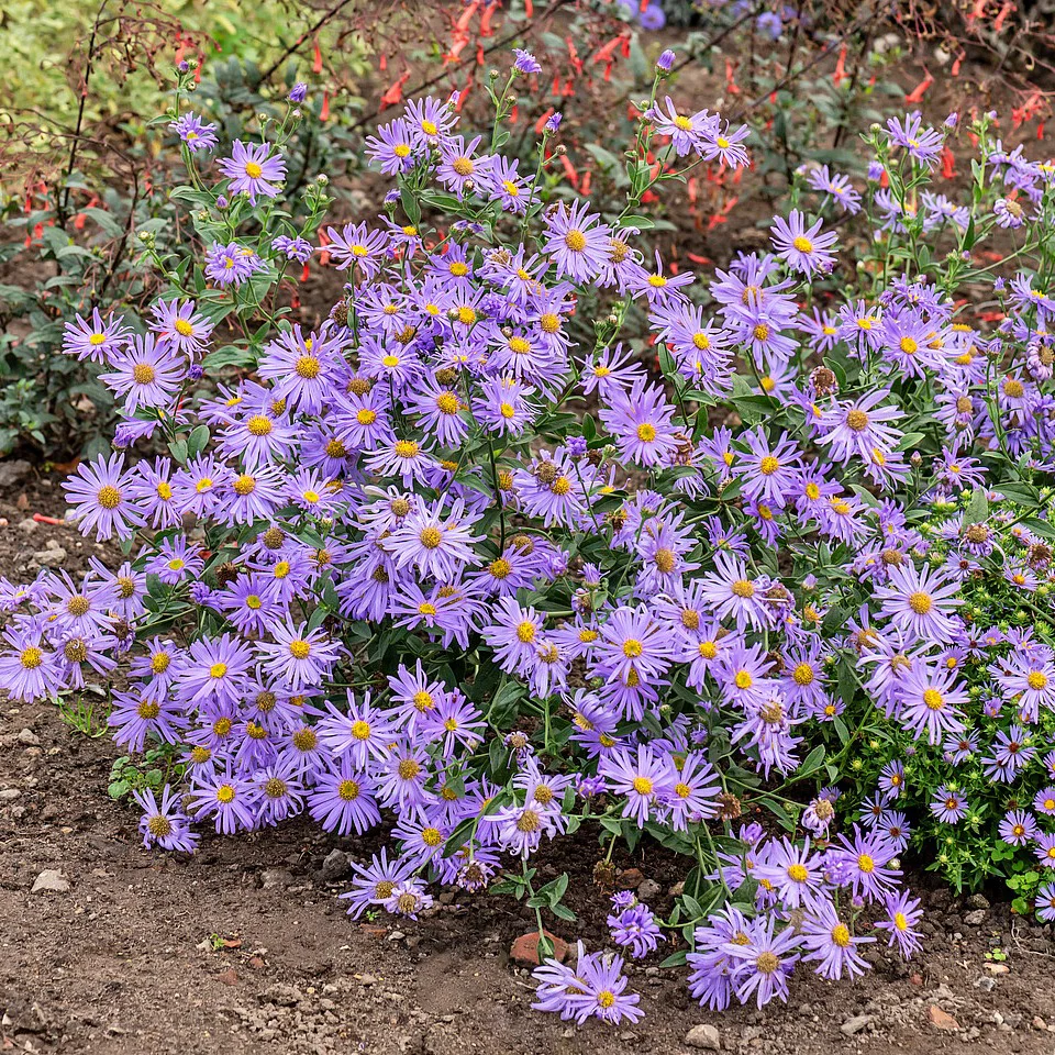 Aster Thomsona