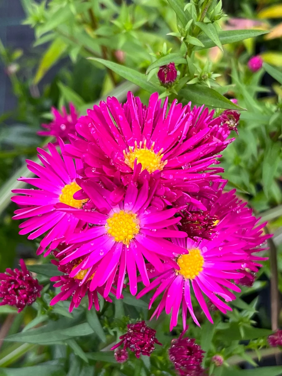 Aster nowobelgijski 'Winston S. Churchill'