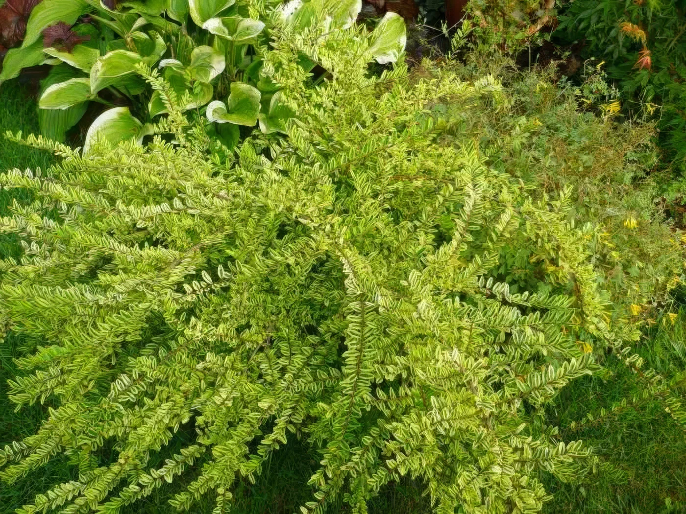 Suchodrzew chiński Variegata