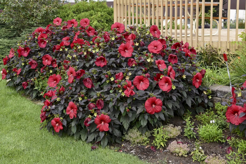 Hibiscus bylinowy