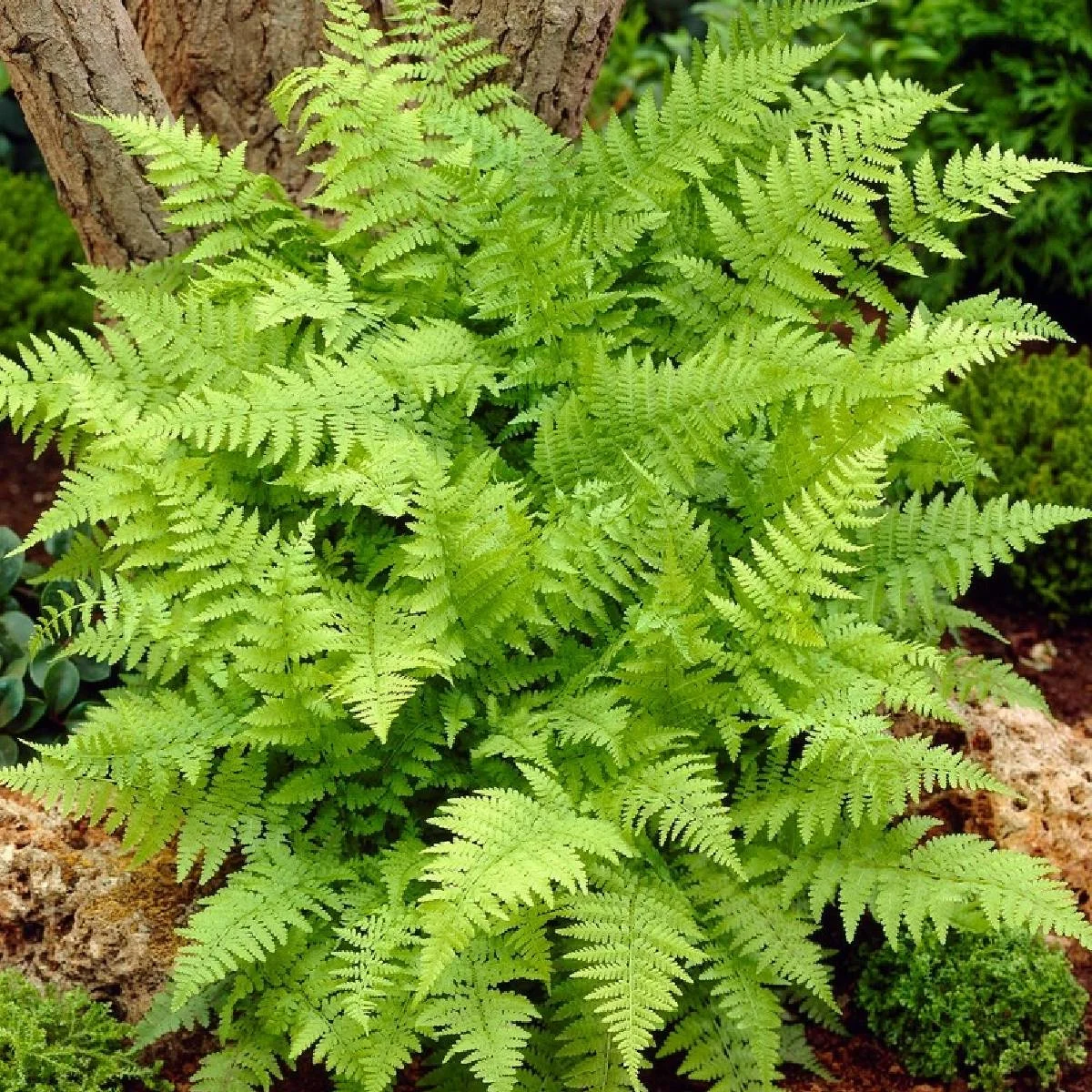 Wietlica samicza