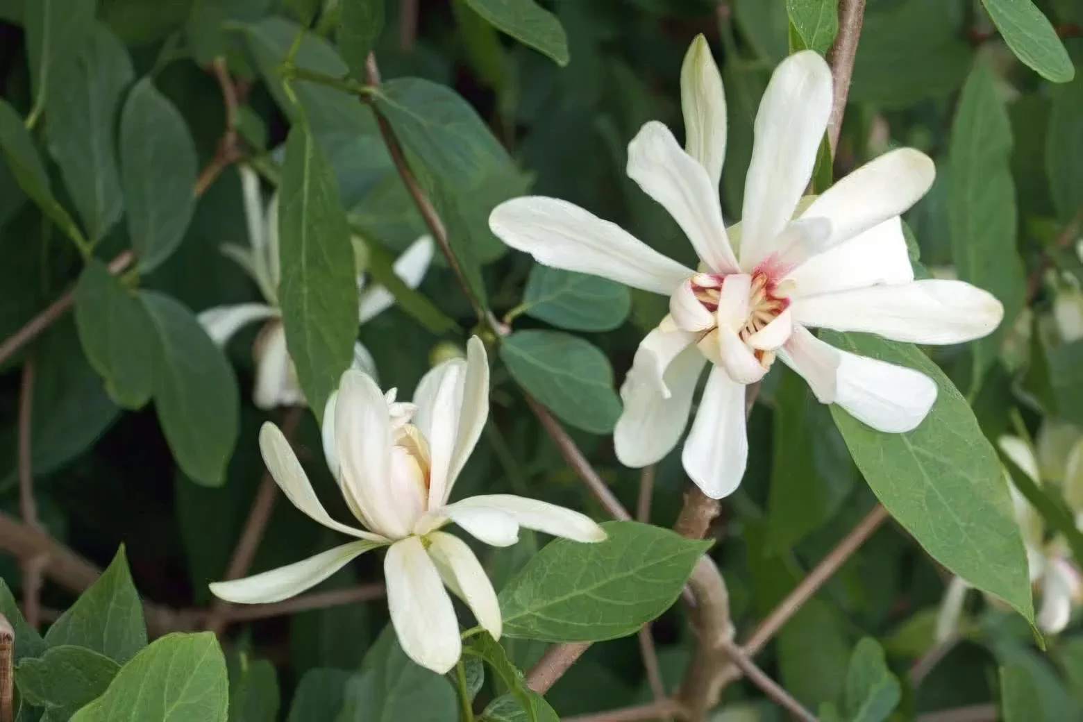 Kielichowiec Raulstona 'Venus'